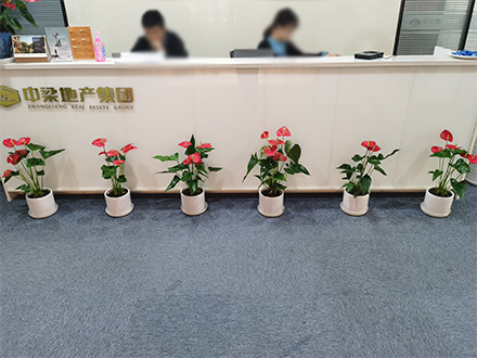 中糧地產綠植租擺